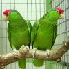 Cherry Headed Conure