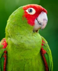 Cherry Headed Conure 2