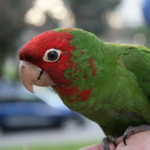 Cherry Headed Conure 3