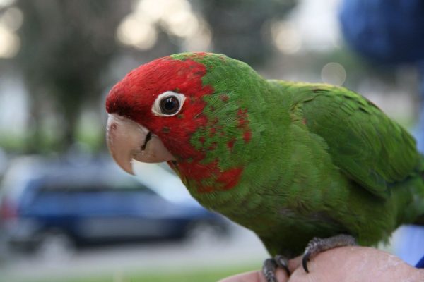 Cherry Headed Conure 3