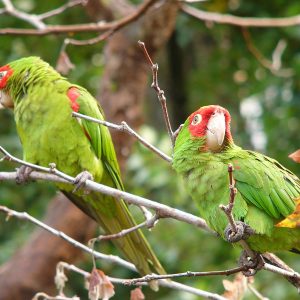 Cherry Headed Conure 4