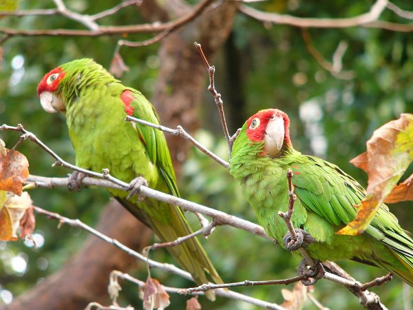 Cherry Headed Conure 4