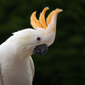 Citron crested cockatoo 1