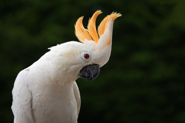 Citron crested cockatoo 1