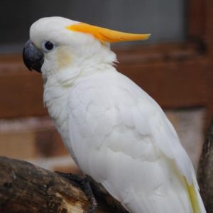 Citron crested cockatoo 2