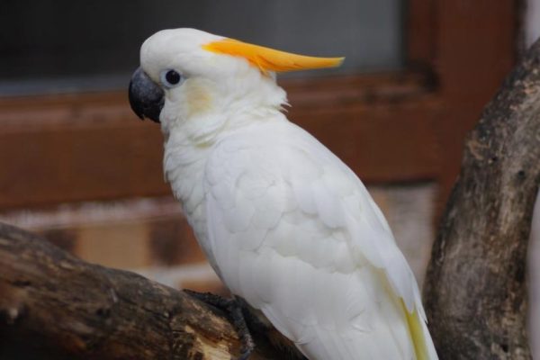 Citron crested cockatoo 2