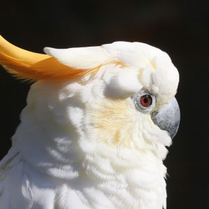 Citron crested cockatoo 3