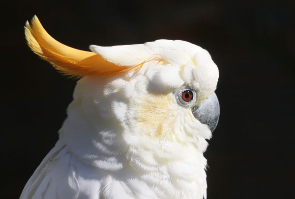 Citron crested cockatoo 3