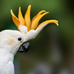 Citron crested cockatoo