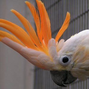 Citron crested cockatoo