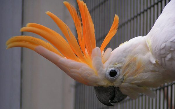 Citron crested cockatoo