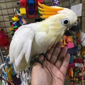 Citron crested cockatoo 5