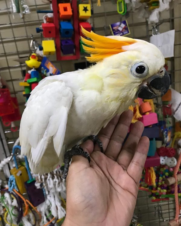 Citron crested cockatoo 5