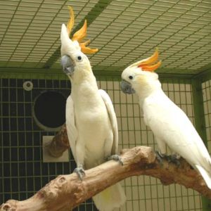 Citron crested cockatoo 6