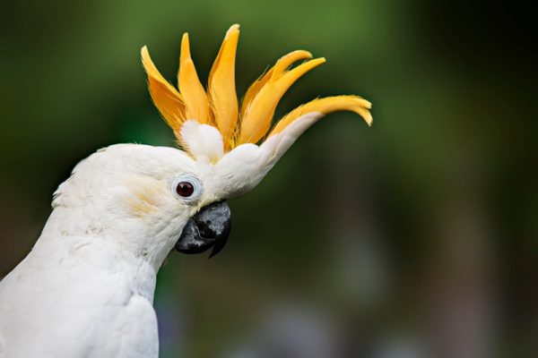 Citron crested cockatoo