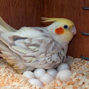 Cockatoo Eggs