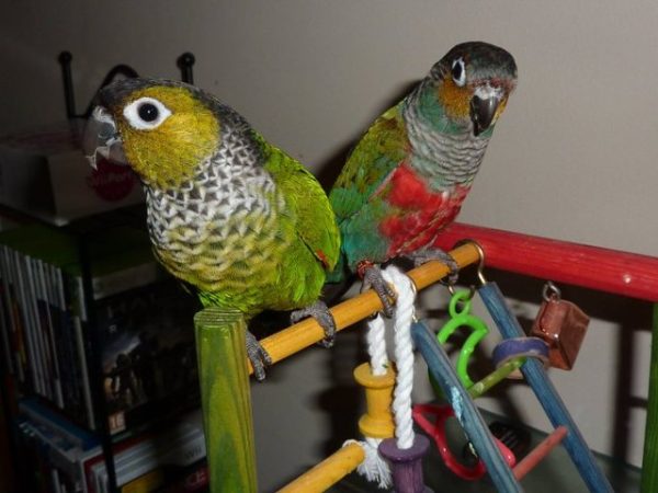 Crimson Bellied Conure 1