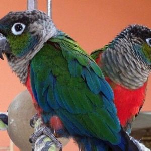 Crimson Bellied Conure 3