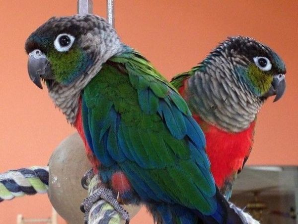 Crimson Bellied Conure 3