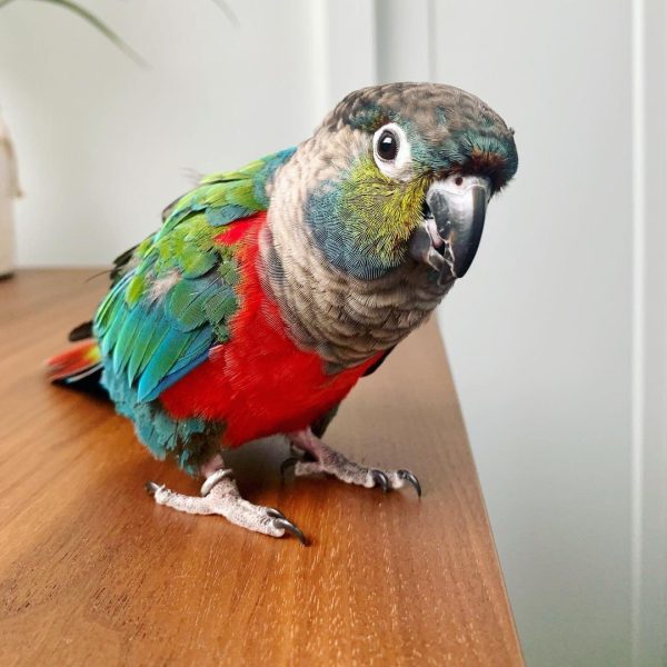 Crimson Bellied Conure