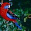 Crimson Rosella