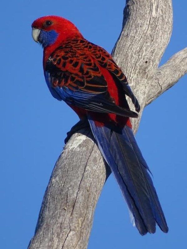 Crimson Rosella 2