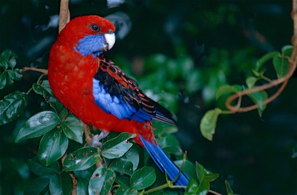 Crimson Rosella