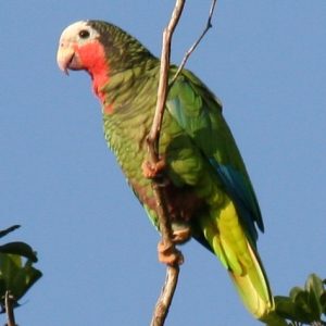 Cuban Amazon 2