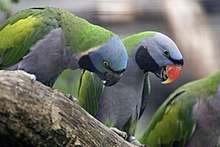 Derbyan Parakeet