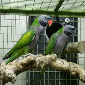 Derbyan Parakeet 2