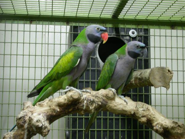 Derbyan Parakeet 2