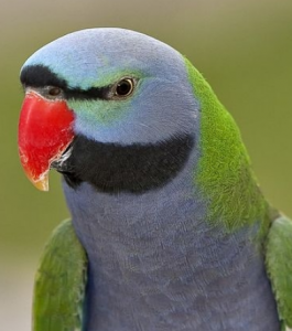 Derbyan Parakeet