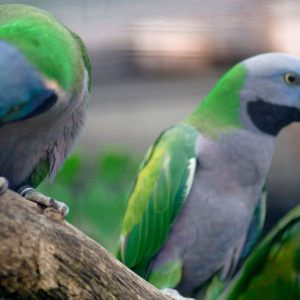 Derbyan Parakeet 4