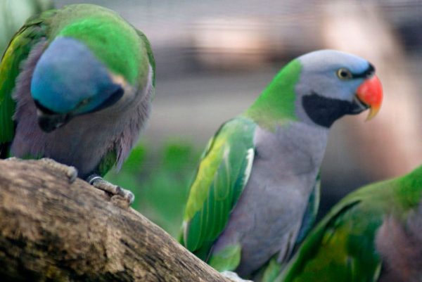 Derbyan Parakeet 4