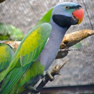 Derbyan Parakeet 5