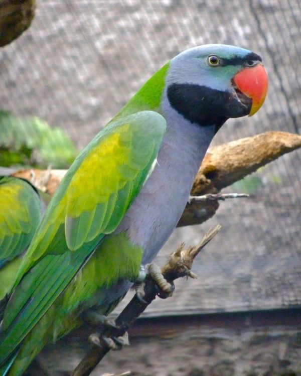 Derbyan Parakeet 5