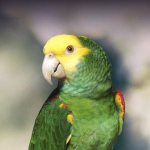 Double Yellow Headed Amazon