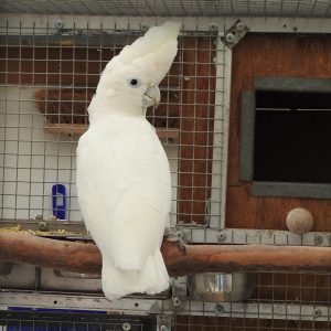 Ducorps Cockatoo