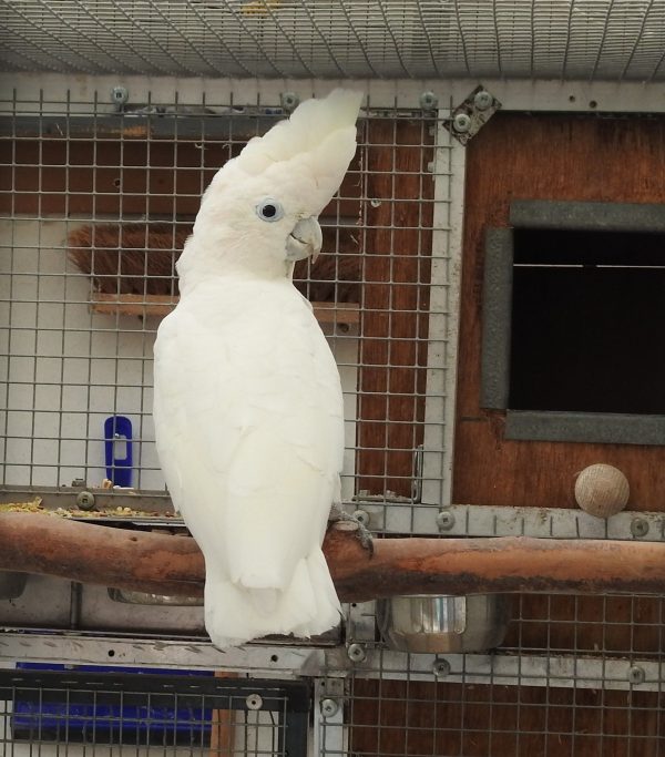 Ducorps Cockatoo