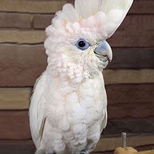 Ducorps Cockatoo 2