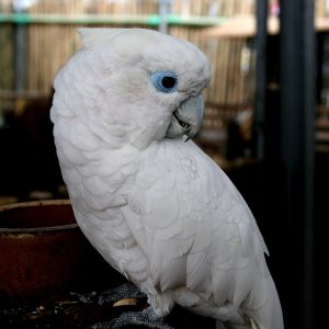 Ducorps Cockatoo 3