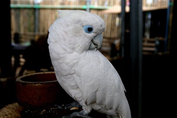 Ducorps Cockatoo 3