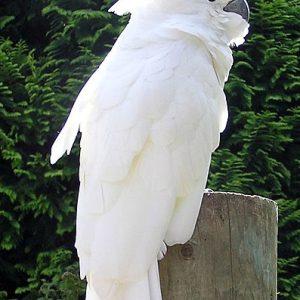 Ducorps Cockatoo