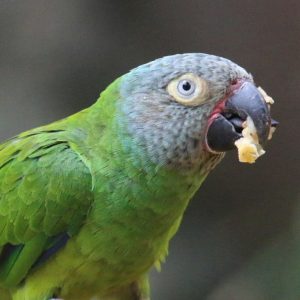 Dusky-Headed Parakeet