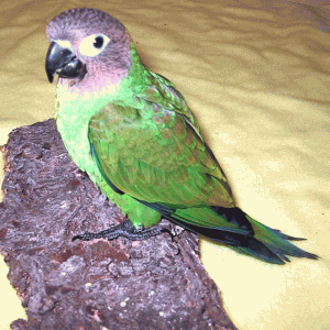 Dusky-Headed Parakeet