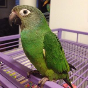 Dusky Headed Parakeet