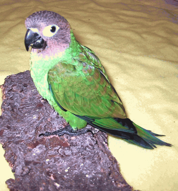 Dusky-Headed Parakeet