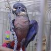 Dusky Pionus