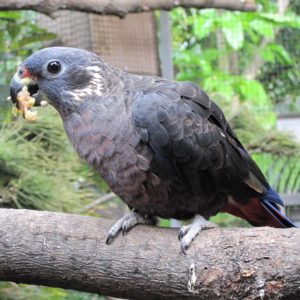 Dusky Pionus