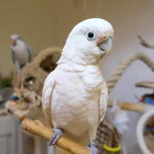 GOFFINS COCKATOO 2